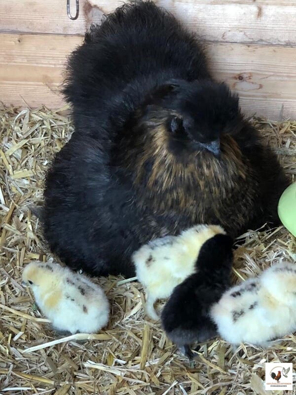 Zwergseidenhuhn mit Küken.jpg